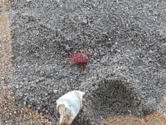 Trombidium holosericeum