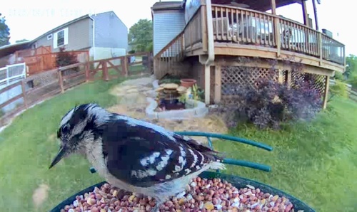 Downy Woodpecker observed by adrobinson