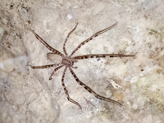 Psechrus
