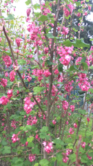 Ribes sanguineum