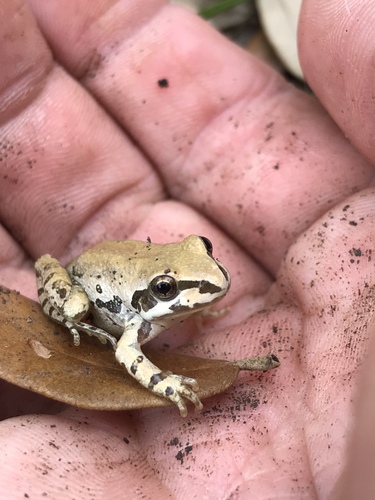 Strecker's Chorus Frog photographed in Texas