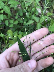 Dichanthelium ravenelii