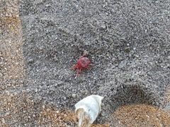 Trombidium holosericeum