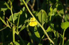 Goodenia varia, photograph (c) Kym Nicolson, some rights reserved (CC BY)