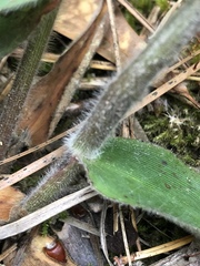 Dichanthelium ravenelii