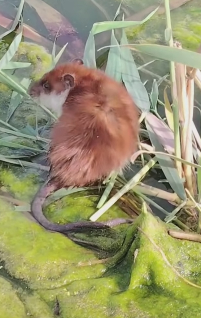 Long-Tailed Nesokia