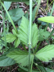 Dichanthelium ravenelii