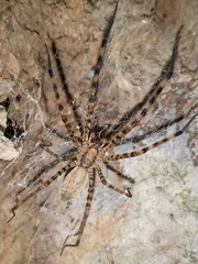 Psechrus