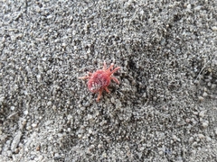 Trombidium holosericeum