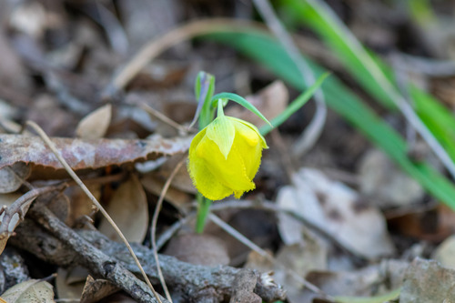Calochortus pulchellus, photograph 6