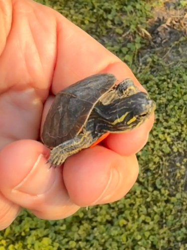Painted Turtle observed by saholmes4