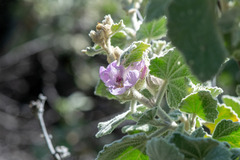 Malacothamnus fremontii, photograph author not stated, no rights reserved