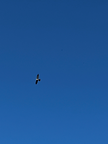 Mississippi Kite observed by brittany65533