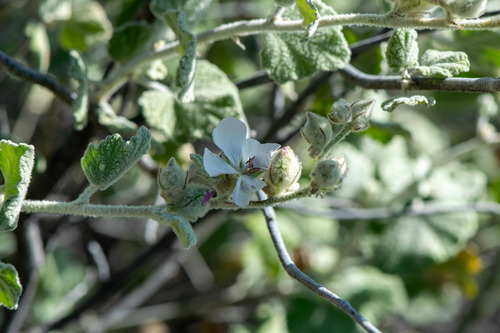 Malacothamnus fremontii, photograph 5