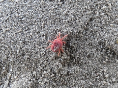 Trombidium holosericeum