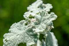 Malacothamnus fremontii, photograph author not stated, no rights reserved