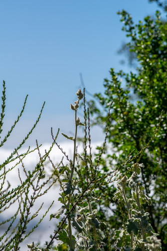 Malacothamnus fremontii, photograph 2