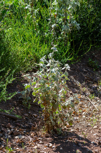 Malacothamnus fremontii, photograph 4