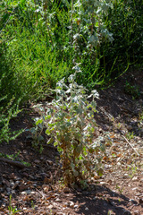 Malacothamnus fremontii, photograph author not stated, no rights reserved