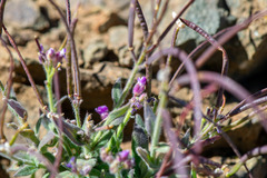 Boechera breweri, photograph author not stated, no rights reserved