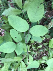 Desmodium laevigatum