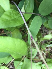 Desmodium laevigatum