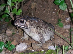 Duttaphrynus melanostictus