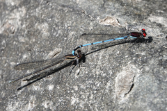 Argia cupraurea