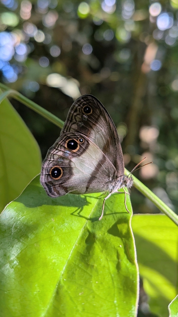 Pseudeuptychia languida