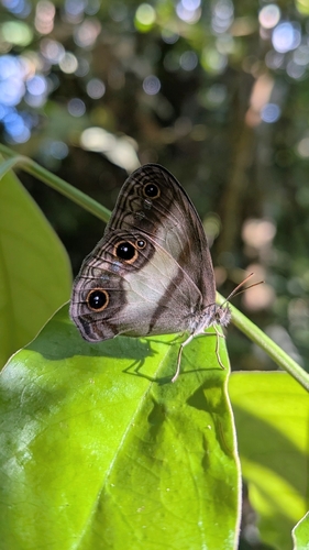 Pseudeuptychia languida