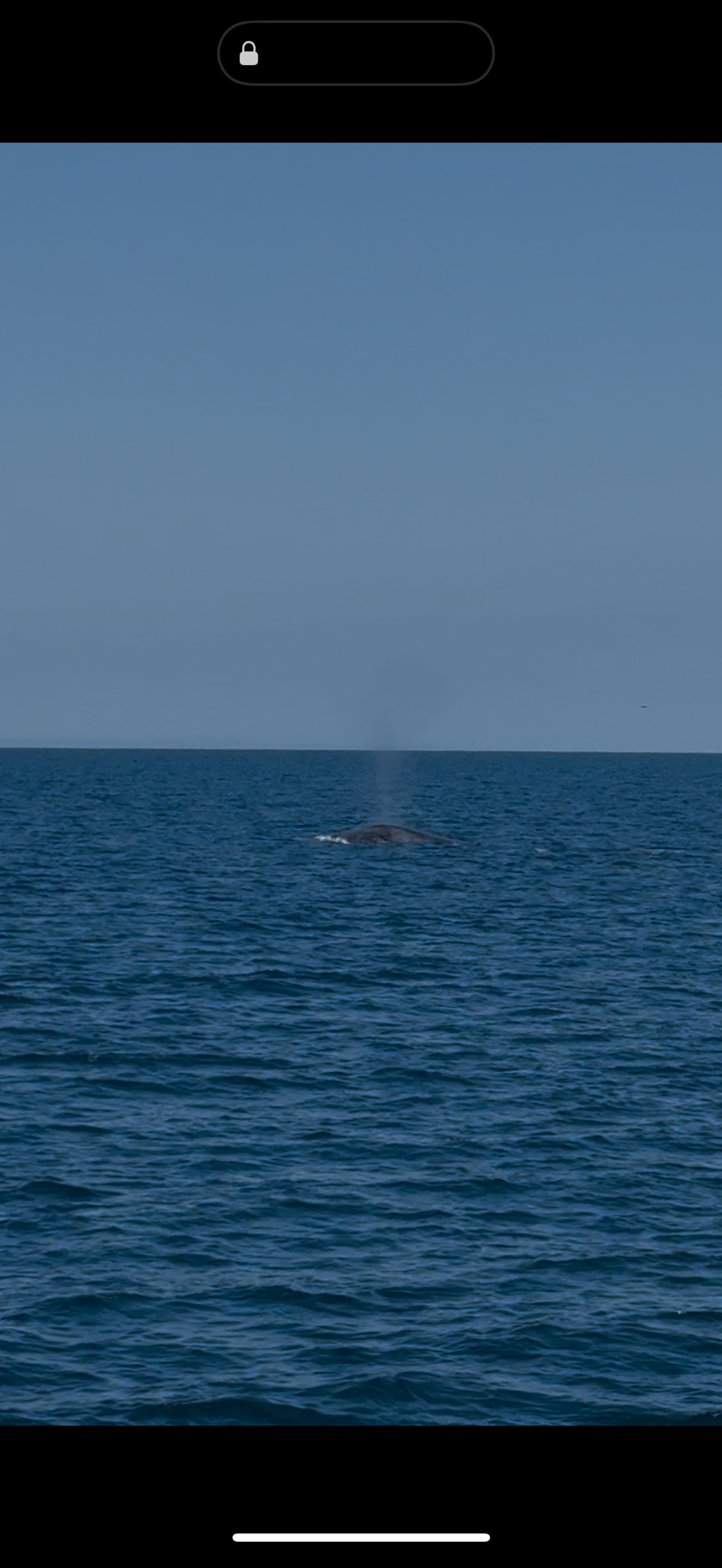 Balaenoptera musculus
