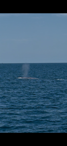 Blue whale