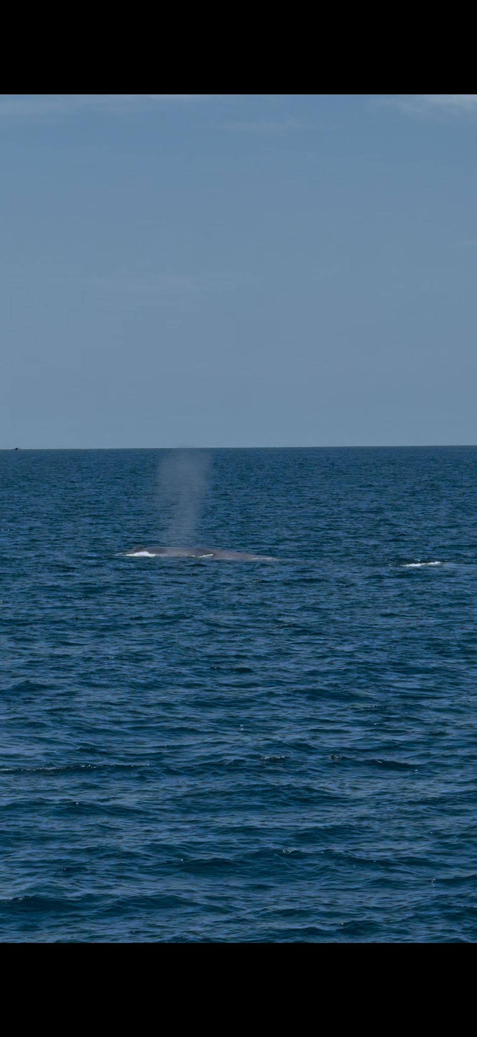 Balaenoptera musculus