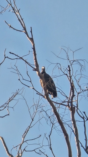 Black Vulture