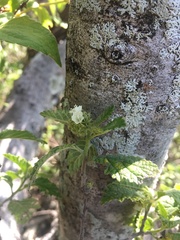 Varronia bullata