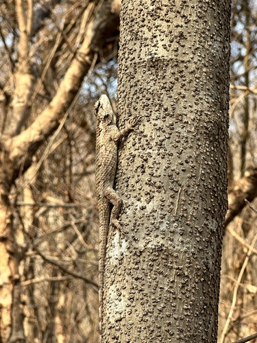 Black-nosed Lizard (Sceloporus melanorhinus)