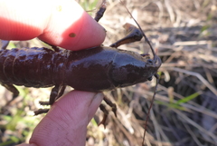 Lacunicambarus nebrascensis