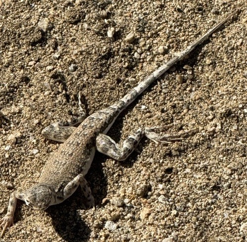 Zebra-tailed Lizard