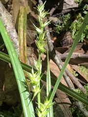 Carex laevivaginata