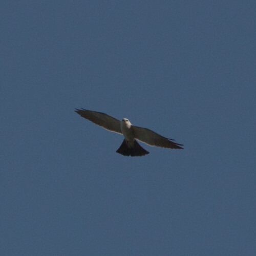 Mississippi Kite observed by theramansi