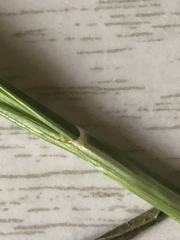 Carex laevivaginata