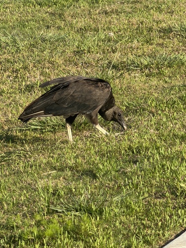 Black Vulture observed by margotpotato