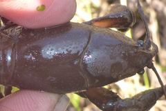 Lacunicambarus nebrascensis