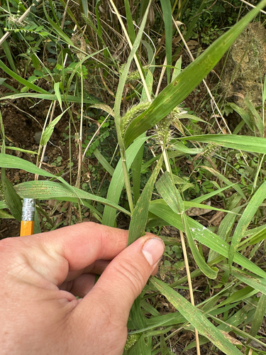 Setaria adhaerens observed 2026-05-13