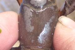 Lacunicambarus nebrascensis