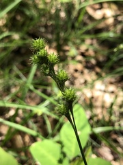 Carex festucacea