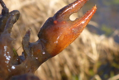 Lacunicambarus nebrascensis