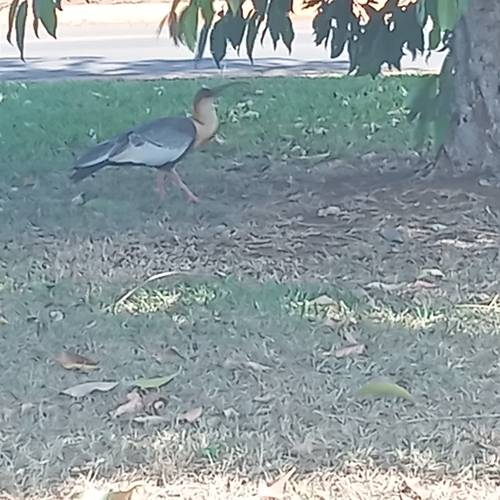 Buff-necked Ibis