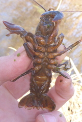 Lacunicambarus nebrascensis