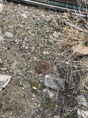 iNaturalist observation photo of Red Diamond Rattlesnake